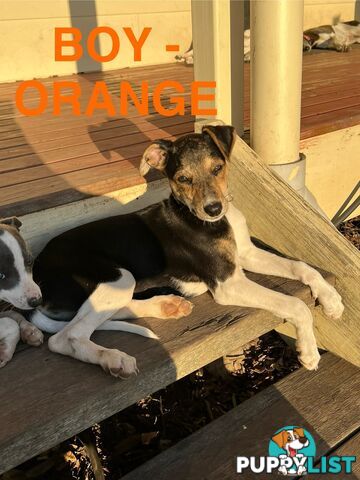 Whippet Puppies - Ready to go