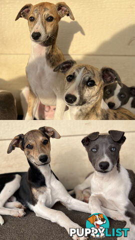 Whippet Puppies - Ready to go