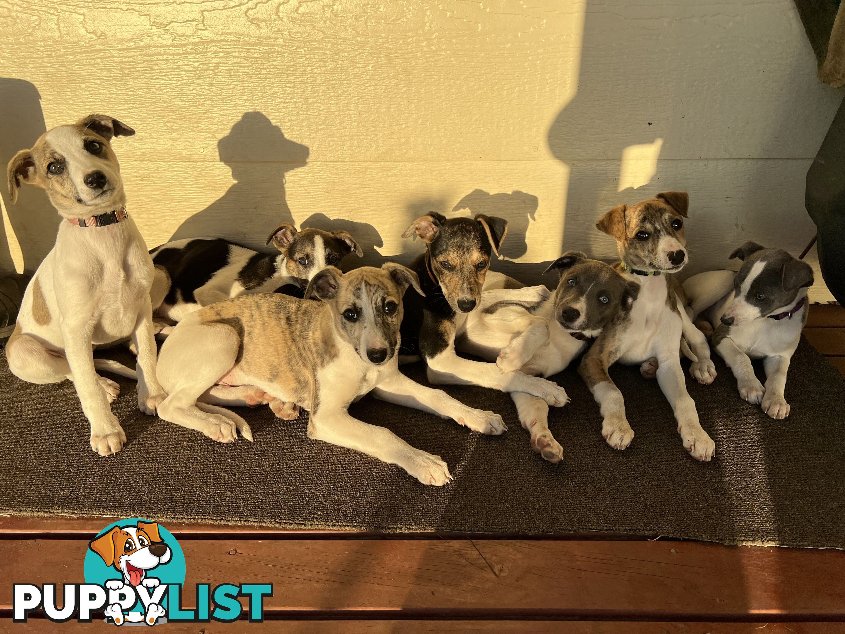 Whippet Puppies - Ready to go
