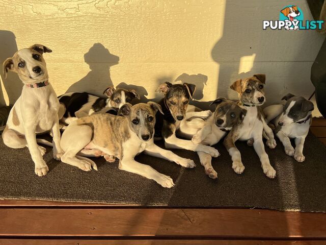 Whippet Puppies - Ready to go