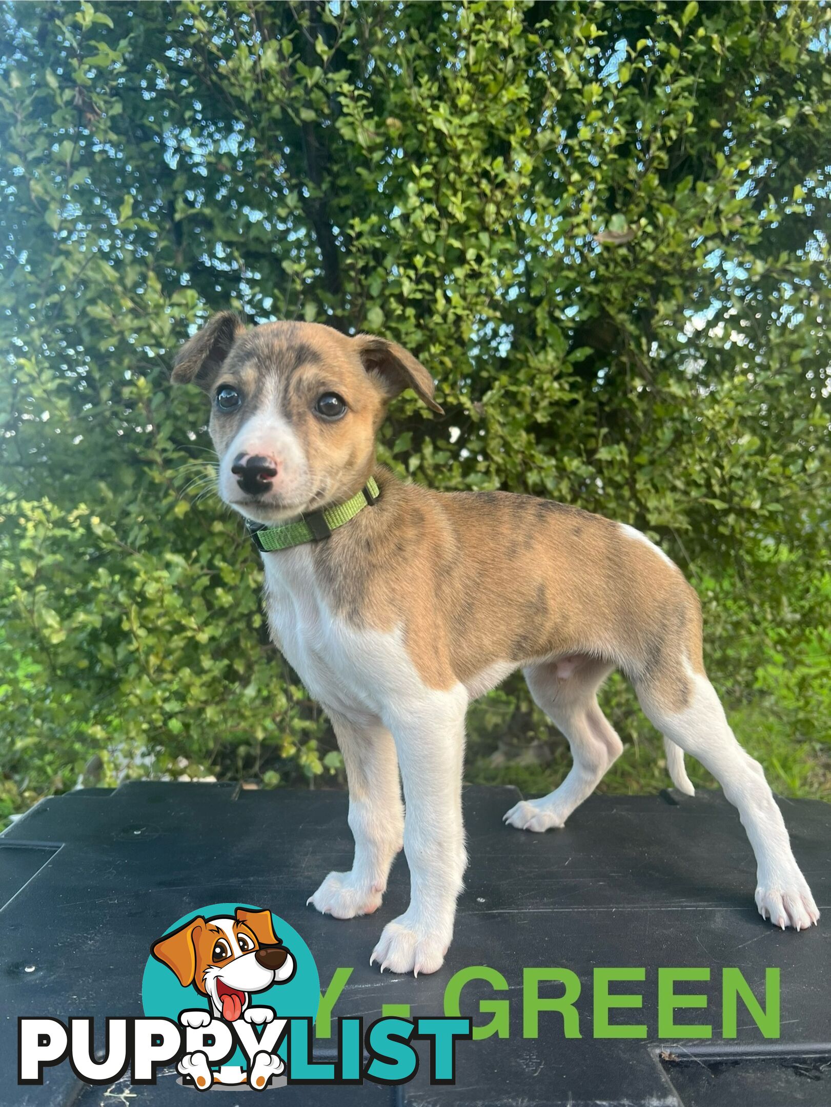 Whippet Puppies - Ready to go