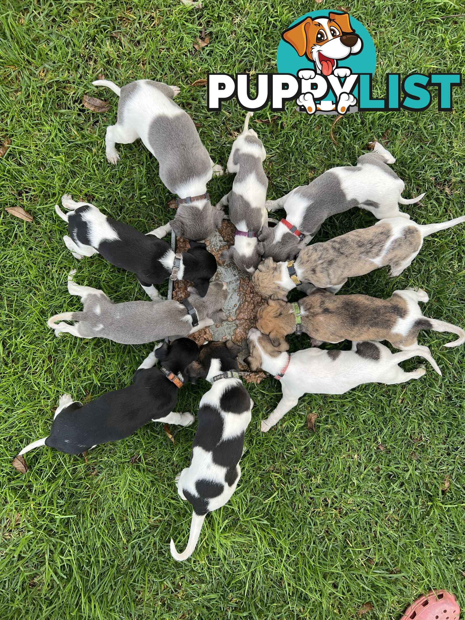 Whippet Puppies - Ready to go