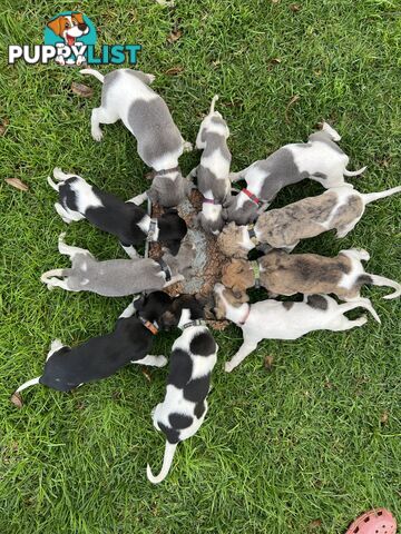 Whippet Puppies - Ready to go