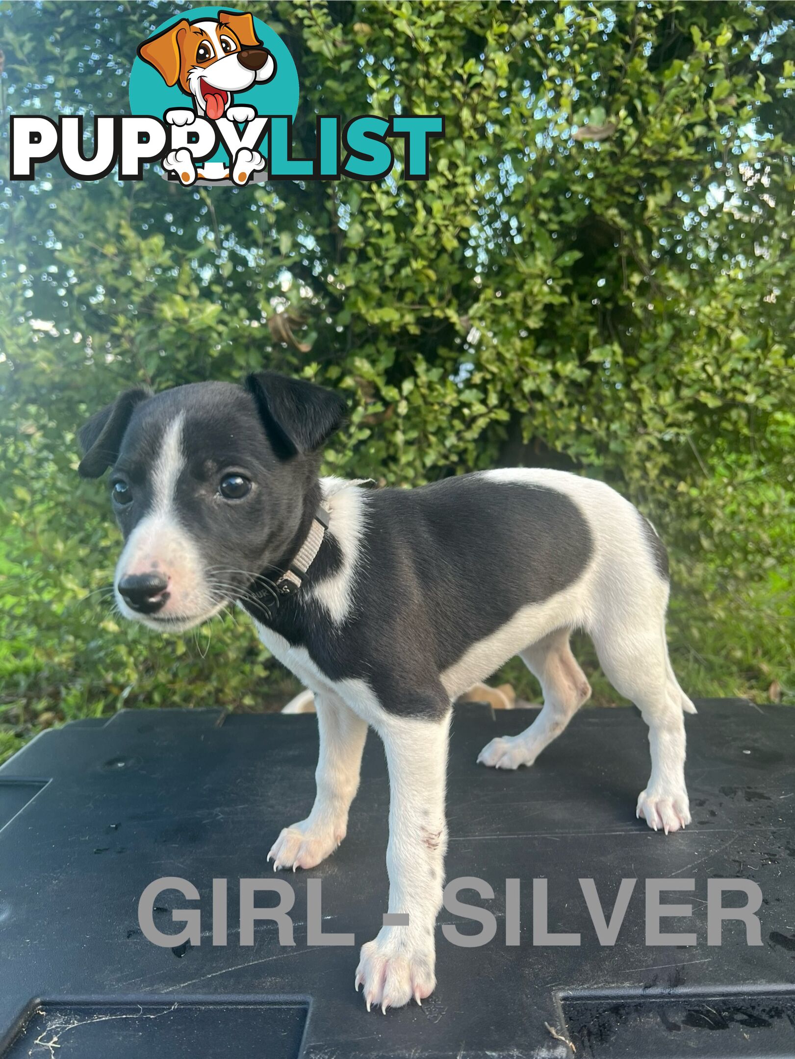Whippet Puppies - Ready to go