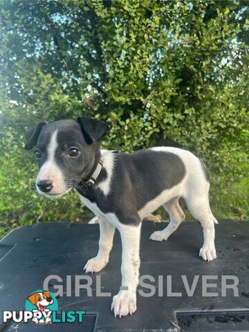 Whippet Puppies - Ready to go