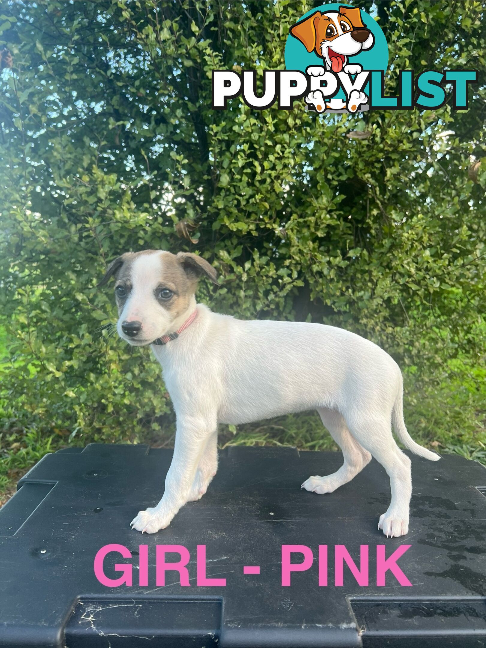 Whippet Puppies - Ready to go