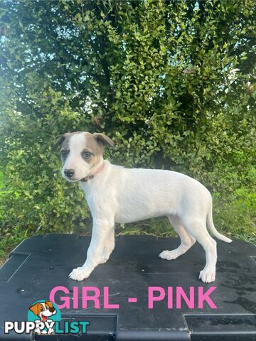 Whippet Puppies - Ready to go
