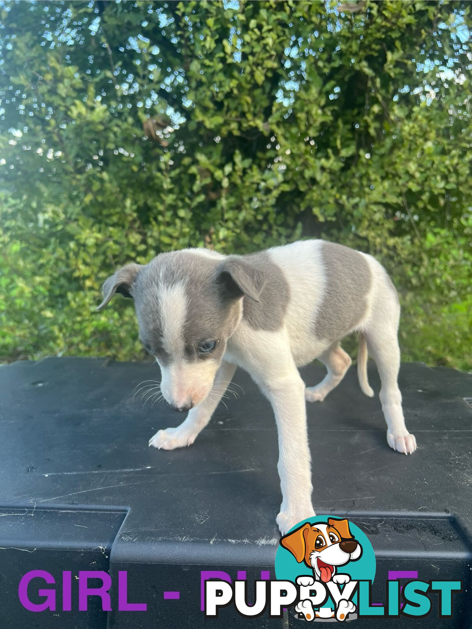 Whippet Puppies - Ready to go