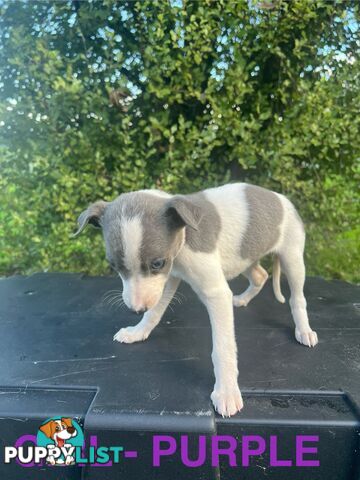 Whippet Puppies - Ready to go