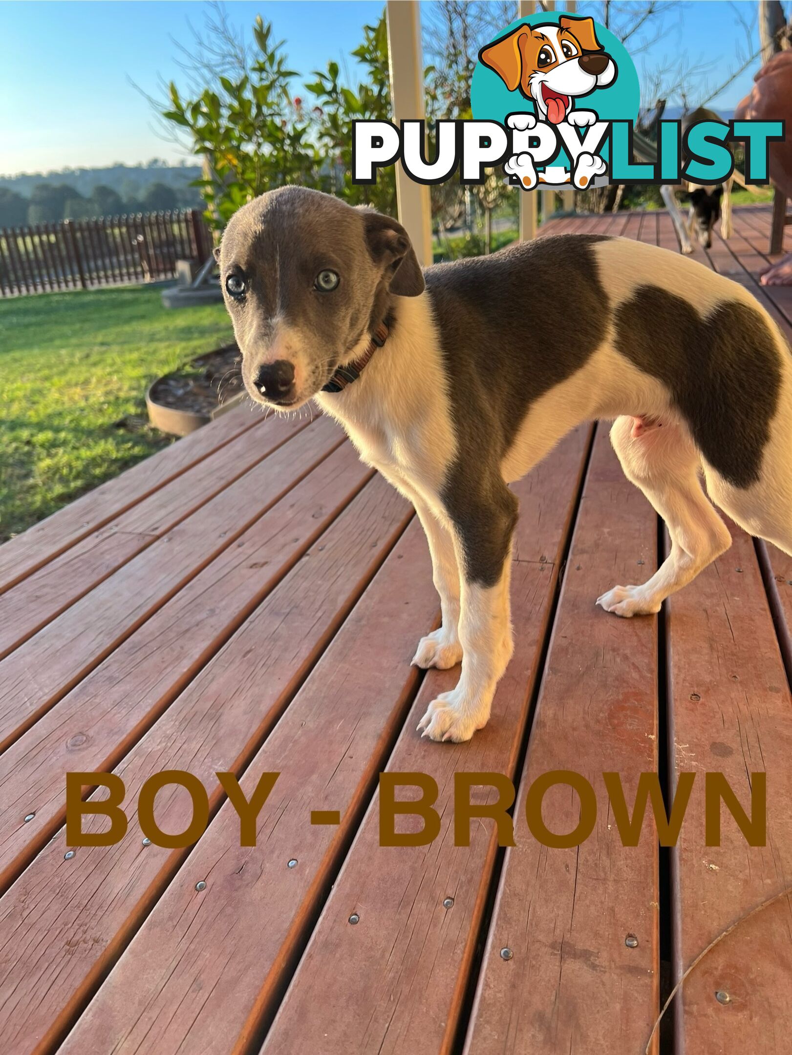 Whippet Puppies - Ready to go