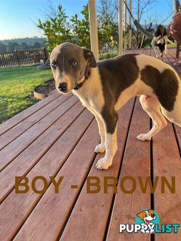 Whippet Puppies - Ready to go