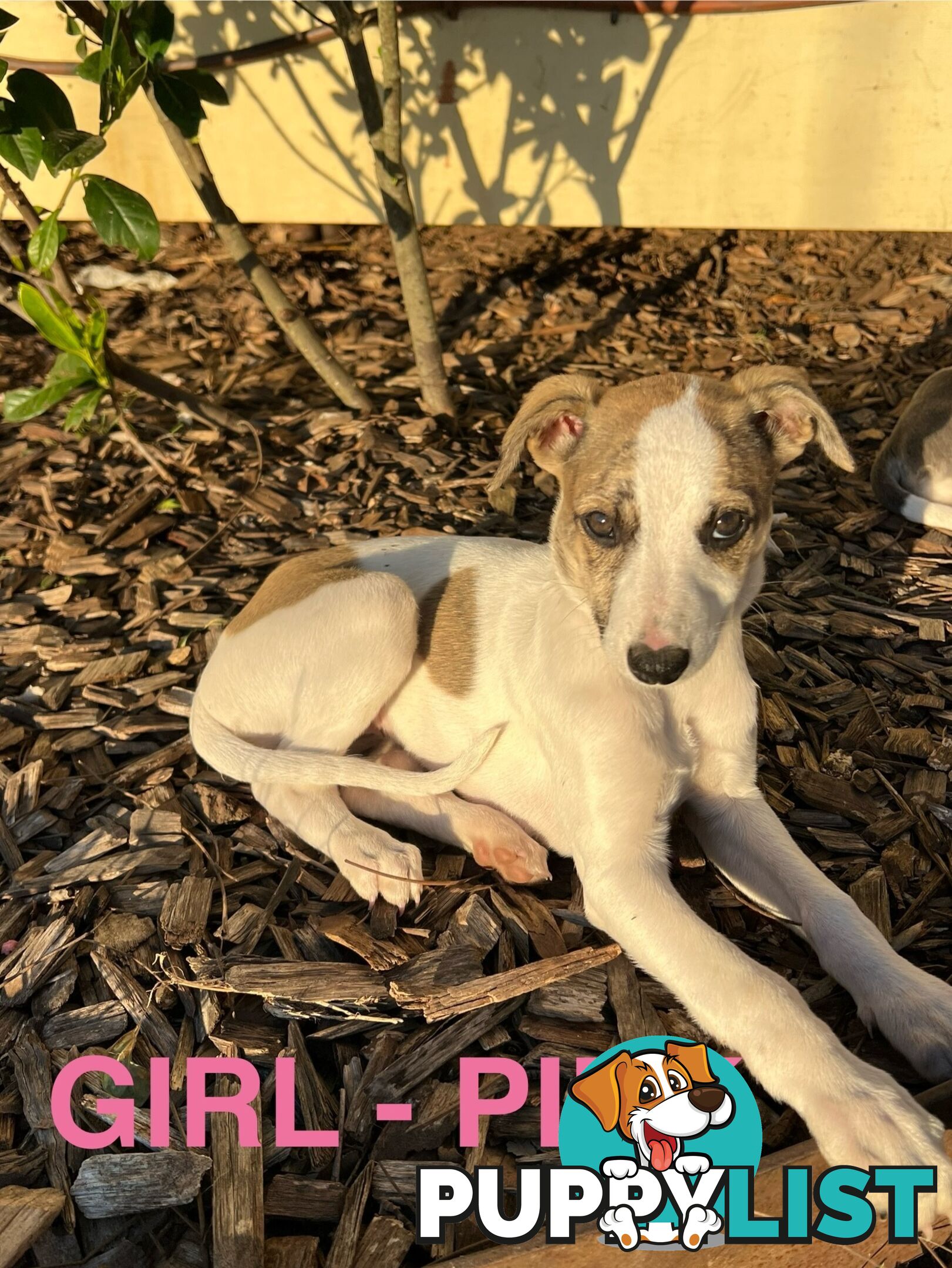 Whippet Puppies - Ready to go
