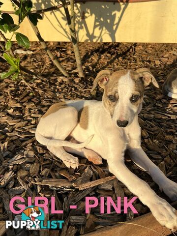 Whippet Puppies - Ready to go