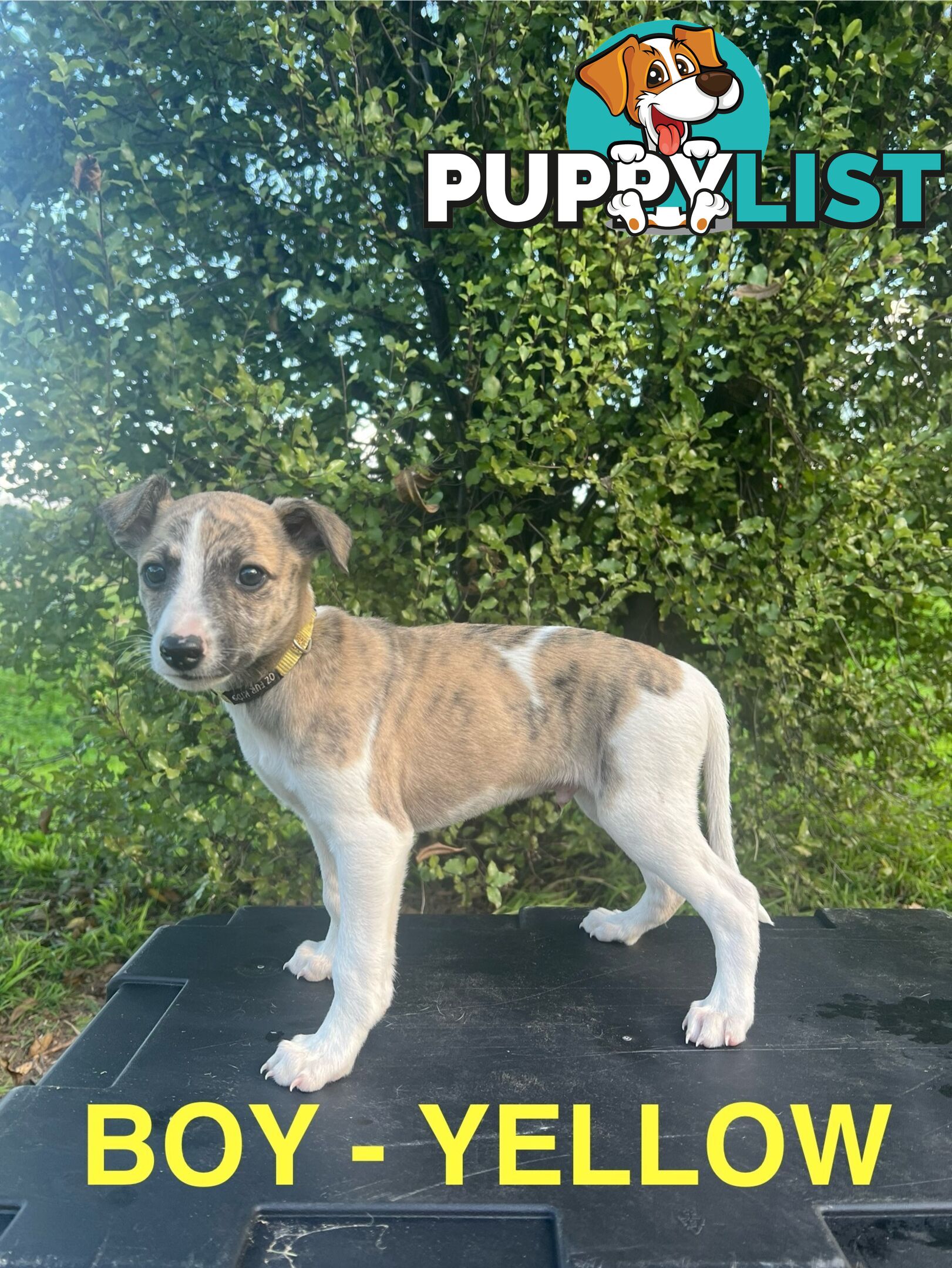 Whippet Puppies - Ready to go