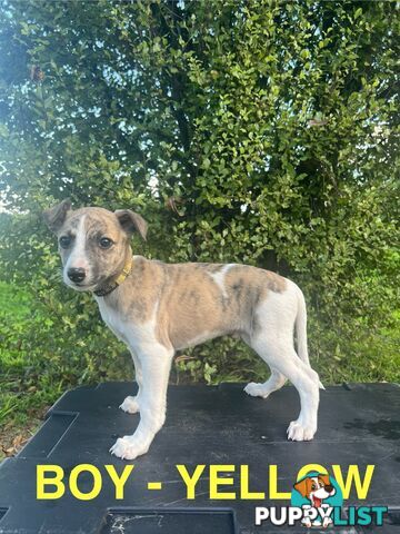 Whippet Puppies - Ready to go