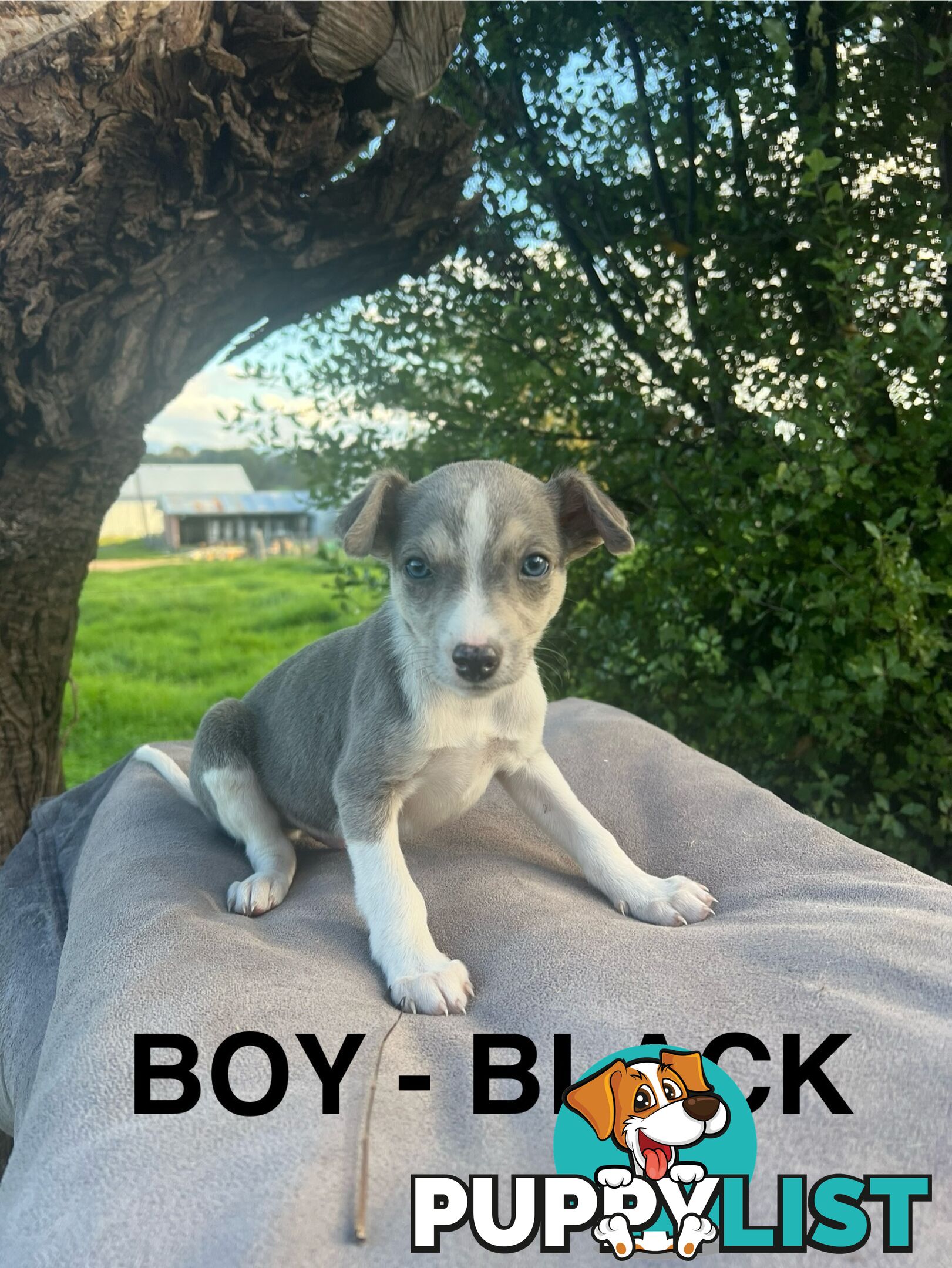 Whippet Puppies - Ready to go