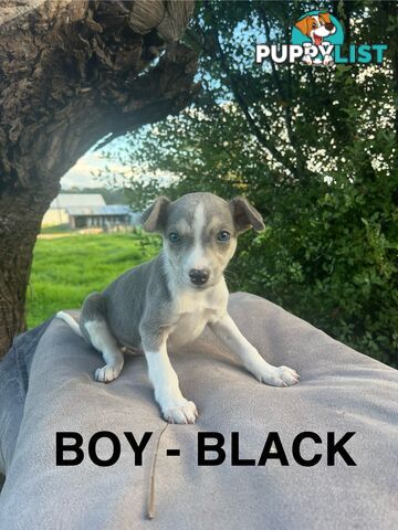 Whippet Puppies - Ready to go