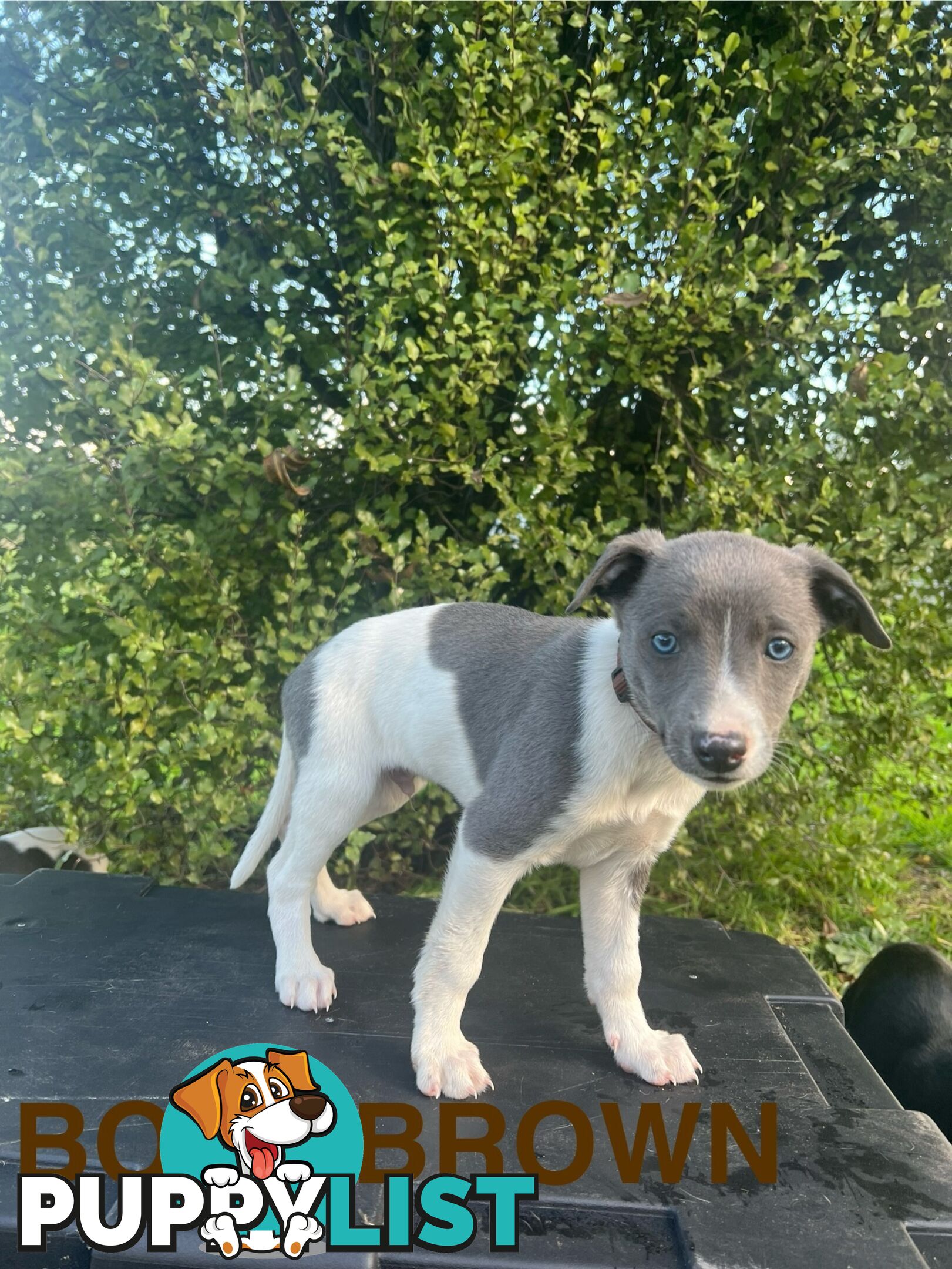 Whippet Puppies - Ready to go
