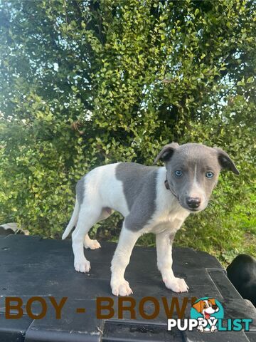 Whippet Puppies - Ready to go