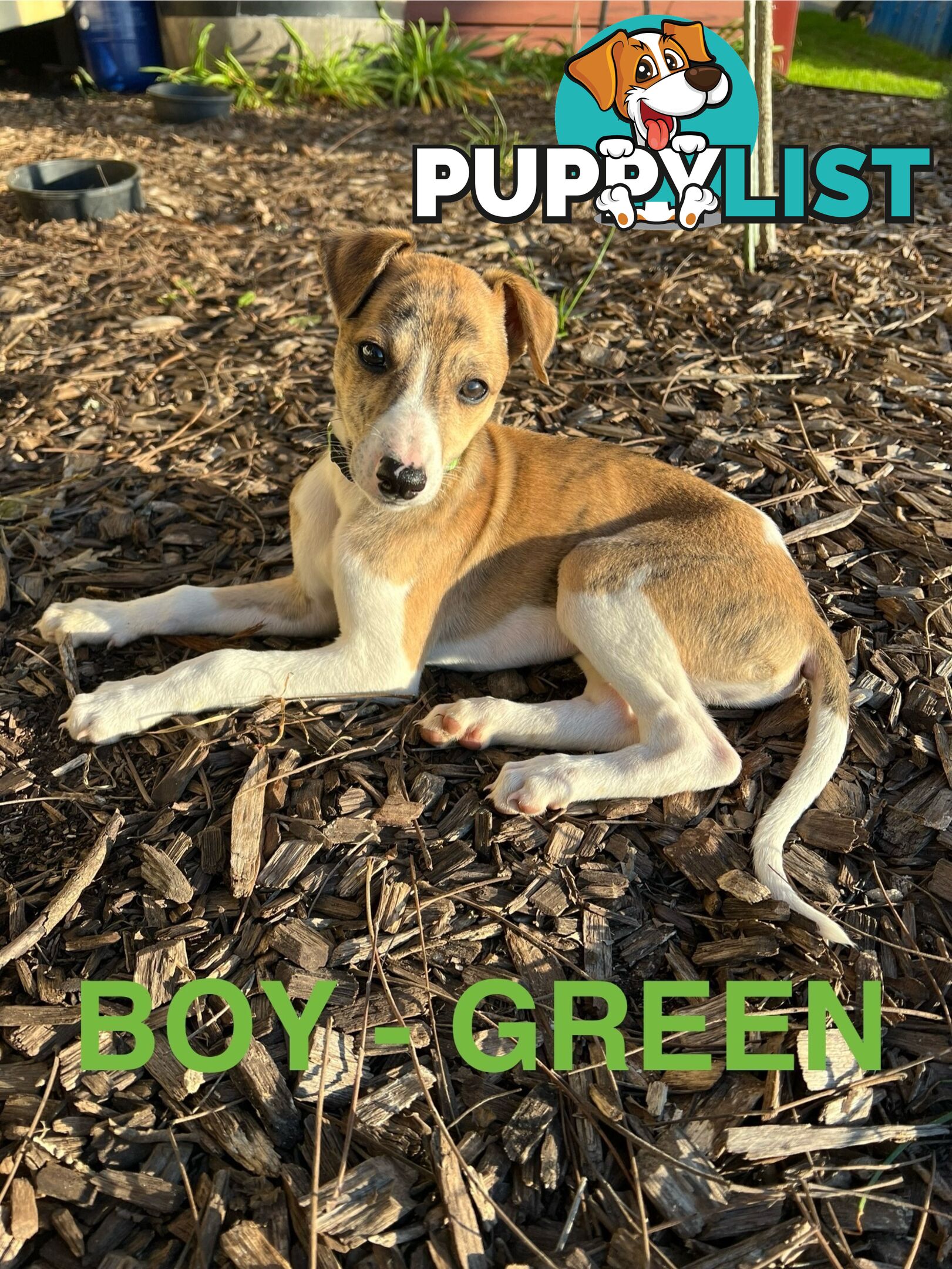 Whippet Puppies - Ready to go