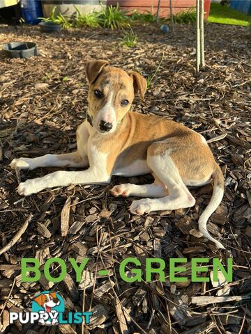 Whippet Puppies - Ready to go