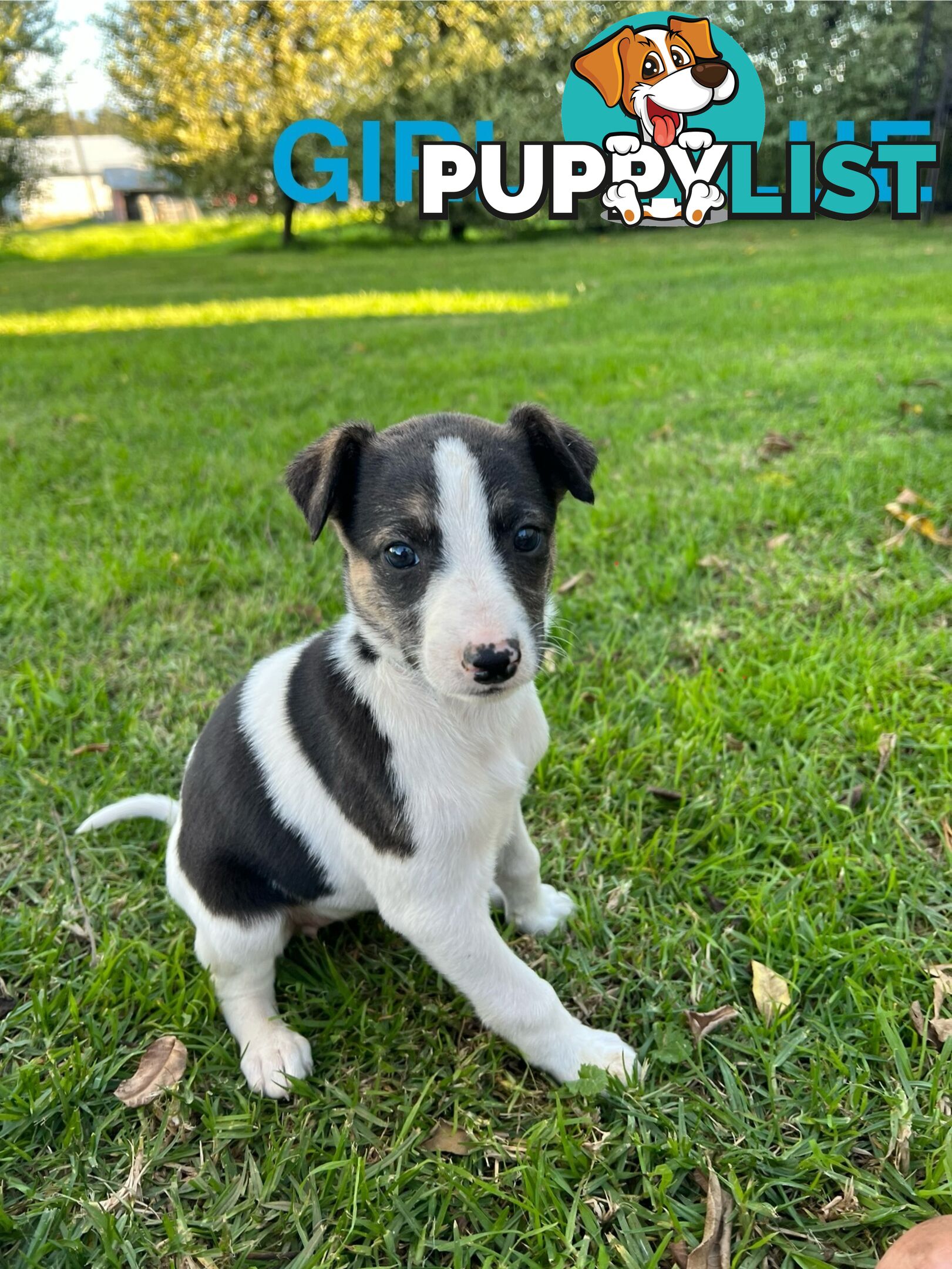 Whippet Puppies - Ready to go