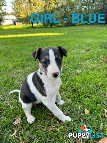 Whippet Puppies - Ready to go