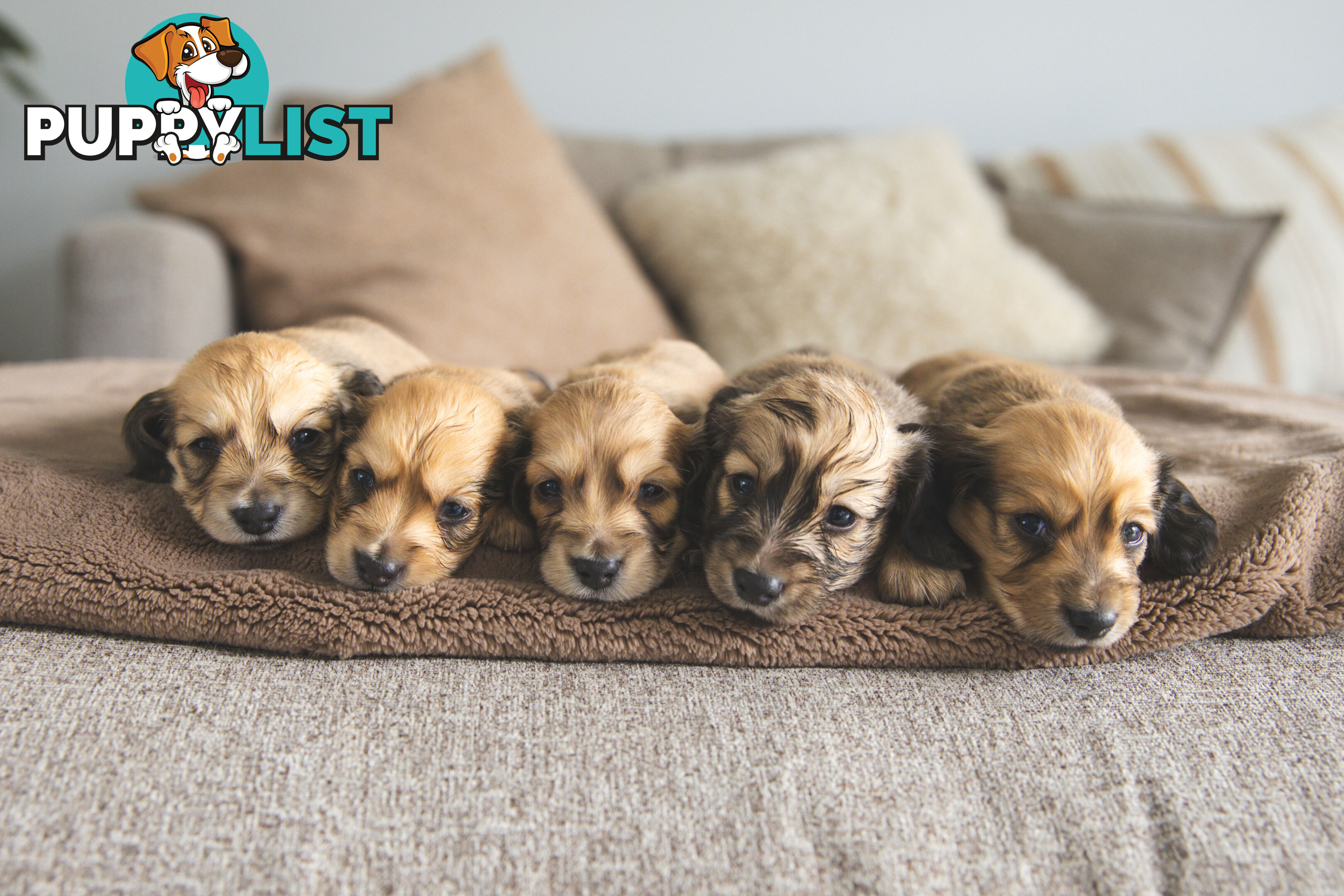 Purebred Long haired Miniature Dachshunds