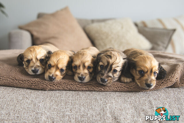 Purebred Long haired Miniature Dachshunds