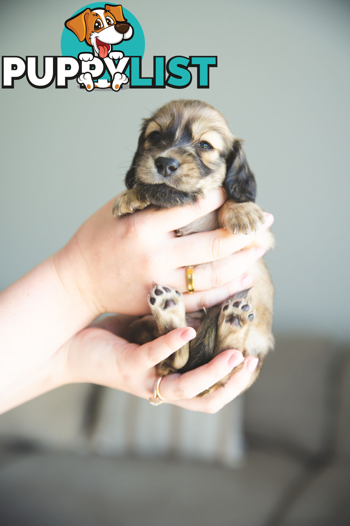 Purebred Long haired Miniature Dachshunds