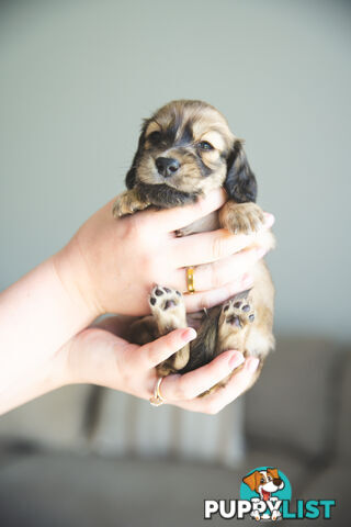 Purebred Long haired Miniature Dachshunds