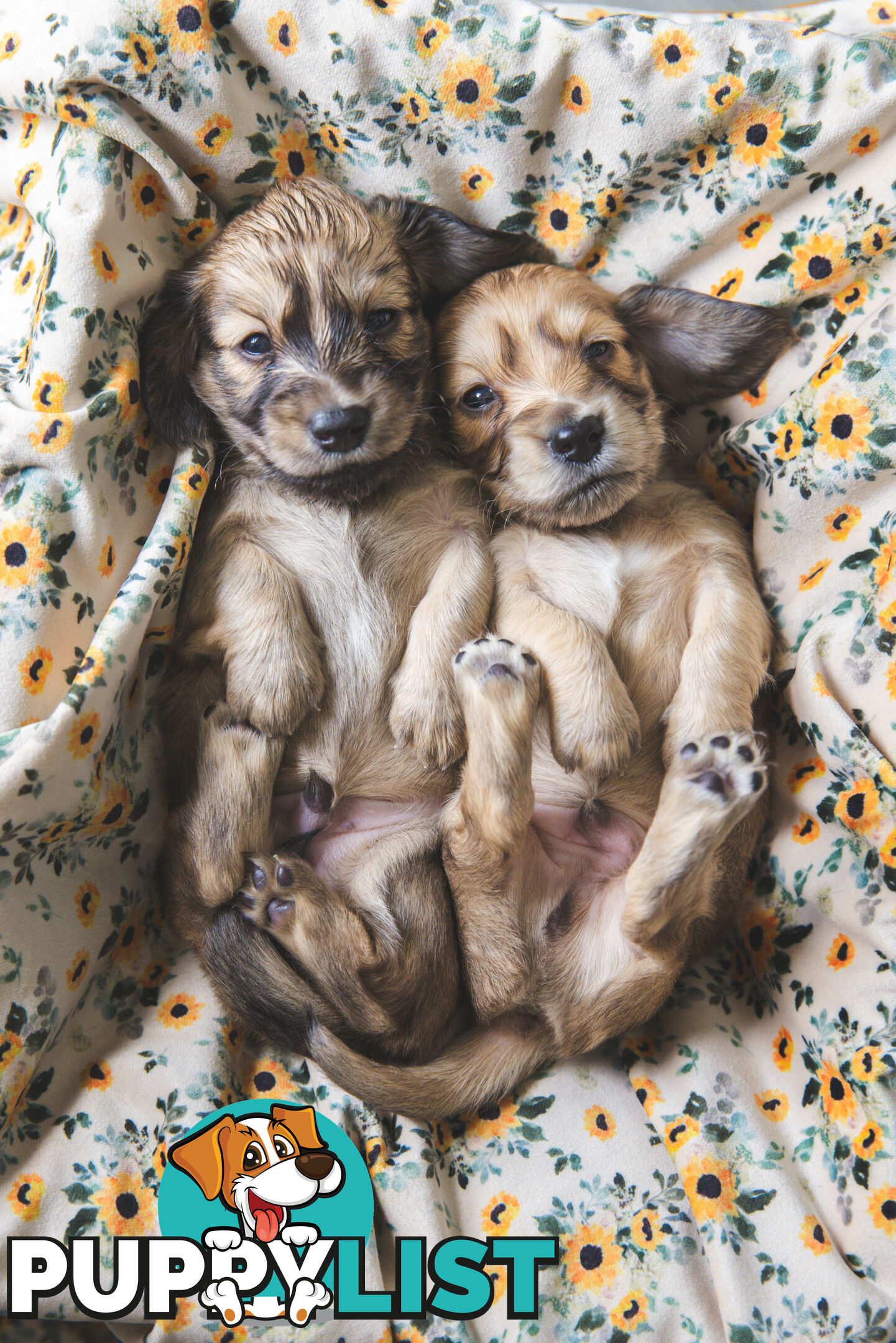 Purebred Long haired Miniature Dachshunds