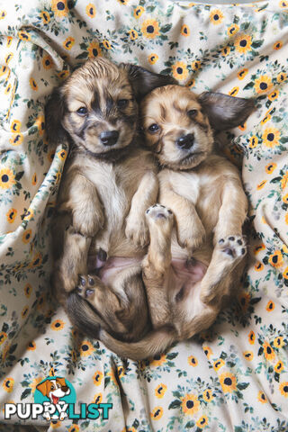 Purebred Long haired Miniature Dachshunds