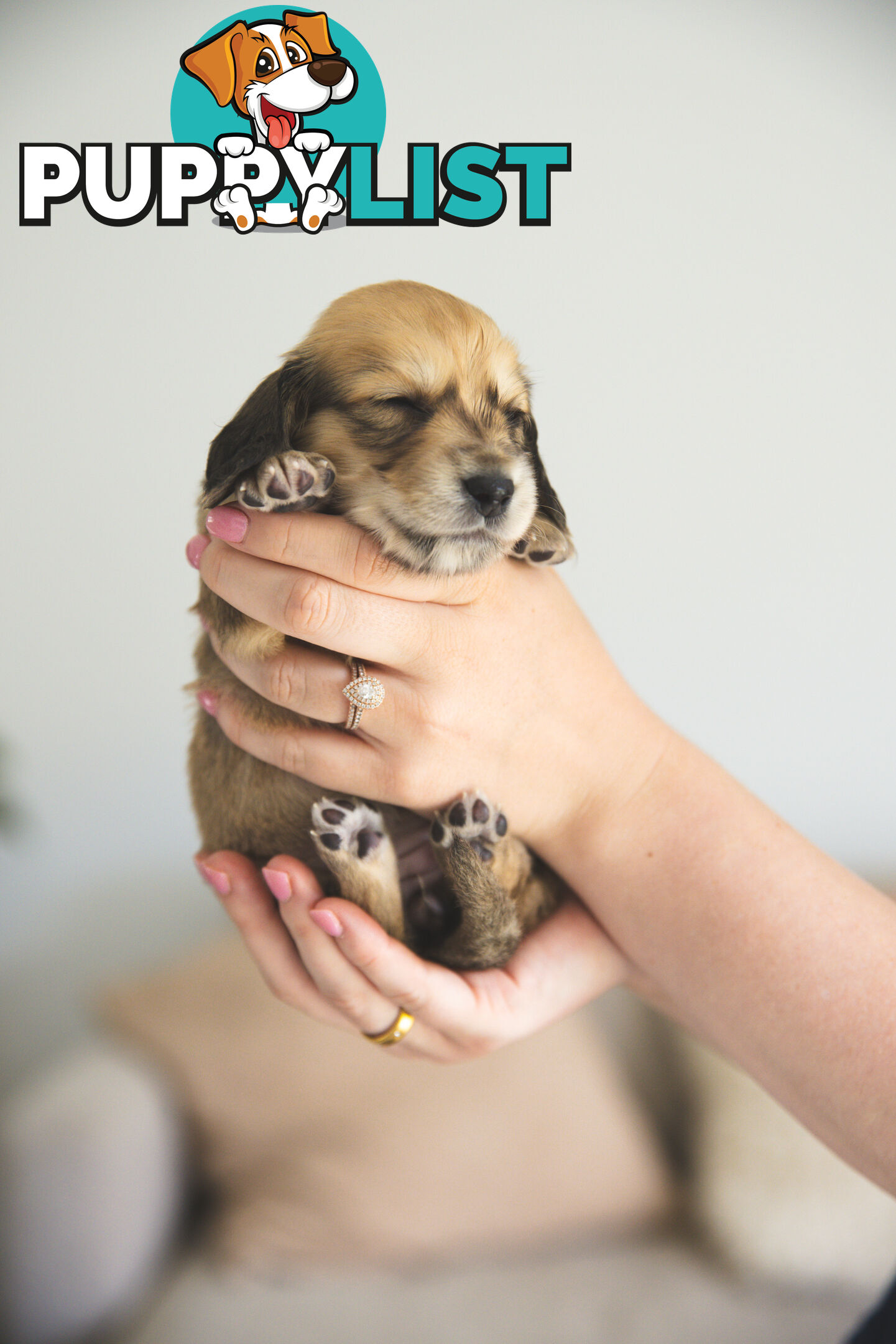 Purebred Long haired Miniature Dachshunds