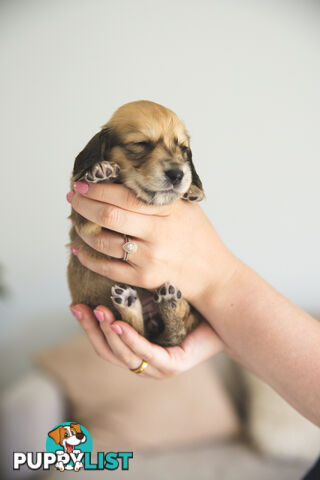 Purebred Long haired Miniature Dachshunds