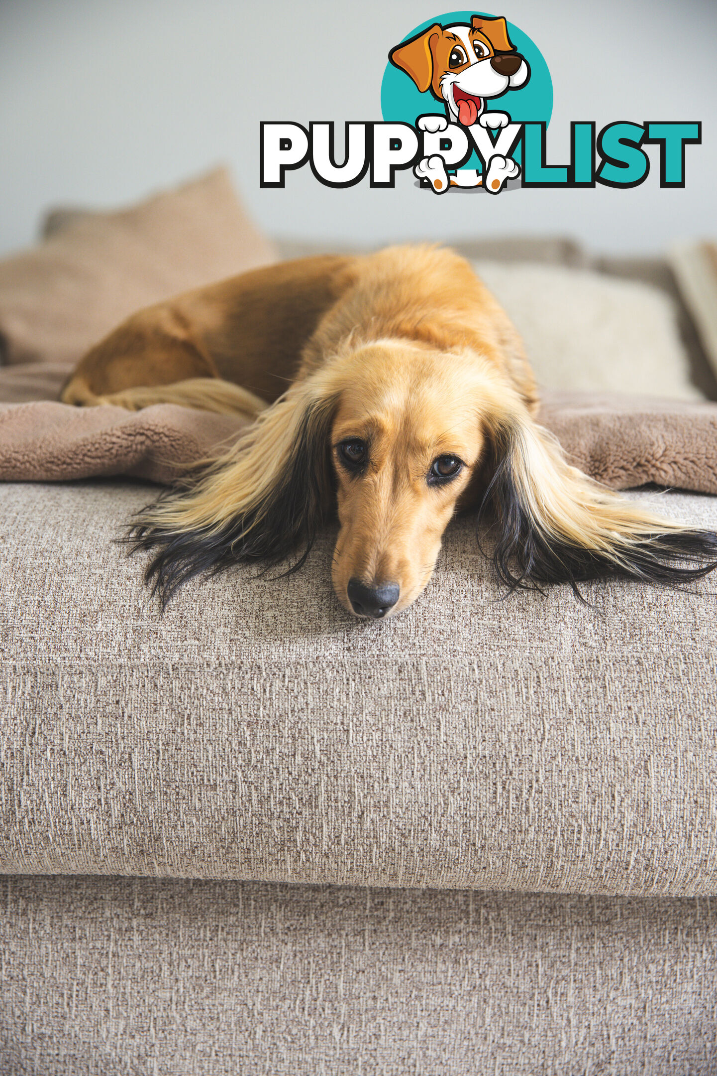 Purebred Long haired Miniature Dachshunds