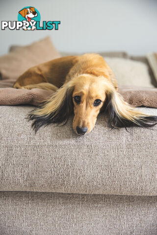 Purebred Long haired Miniature Dachshunds