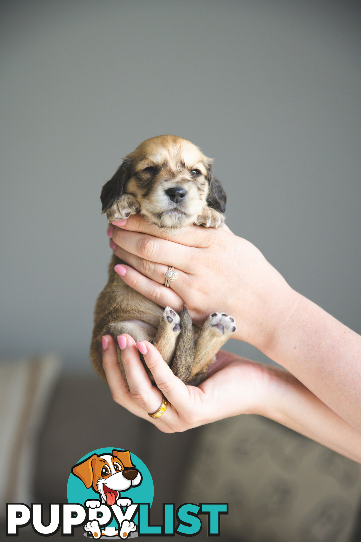 Purebred Long haired Miniature Dachshunds