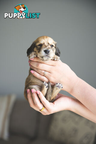 Purebred Long haired Miniature Dachshunds