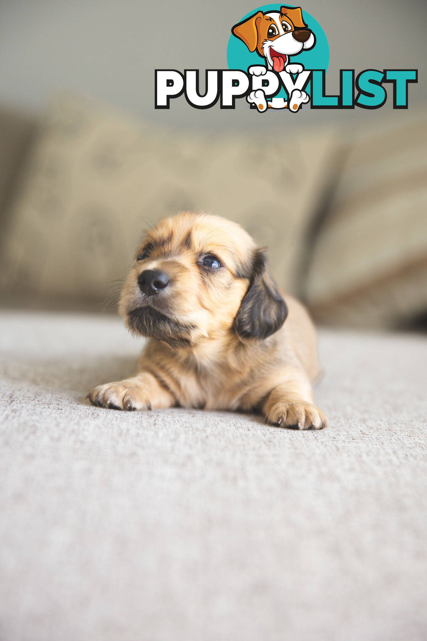 Purebred Long haired Miniature Dachshunds