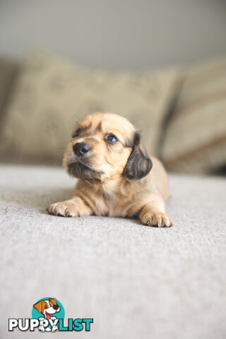 Purebred Long haired Miniature Dachshunds