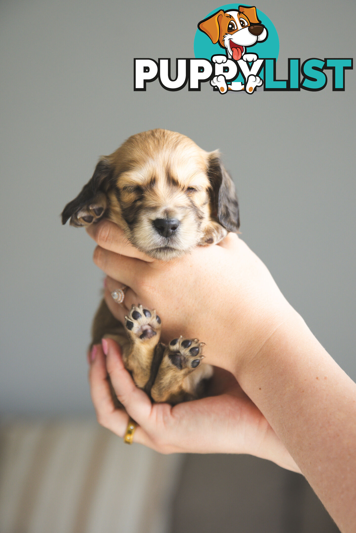 Purebred Long haired Miniature Dachshunds