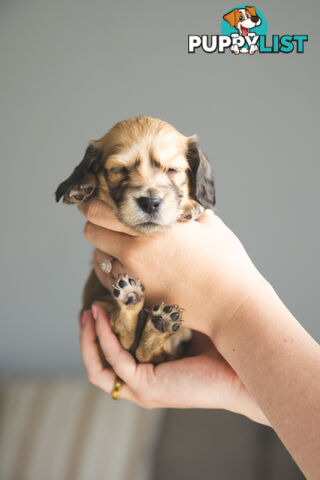 Purebred Long haired Miniature Dachshunds