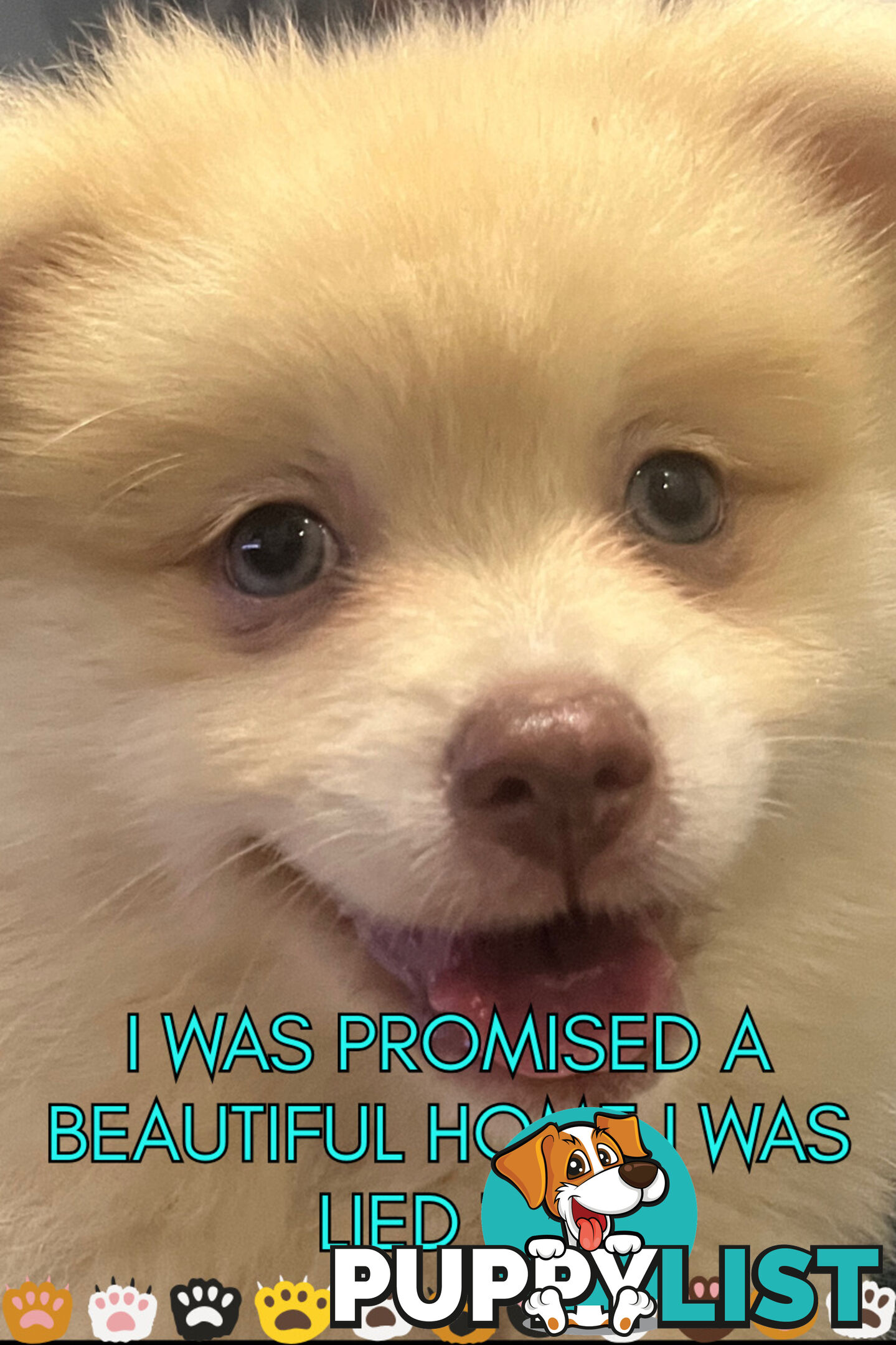 Make An offer Blue/Green Eyed Pure Pomeranian Puppy