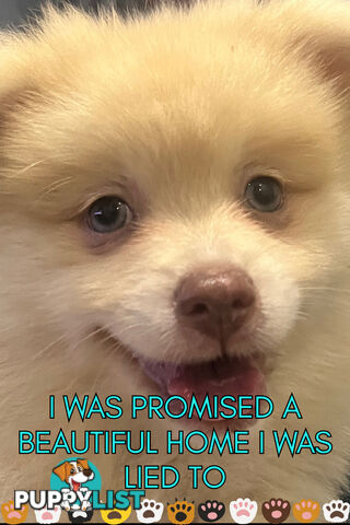 Make An offer Blue/Green Eyed Pure Pomeranian Puppy