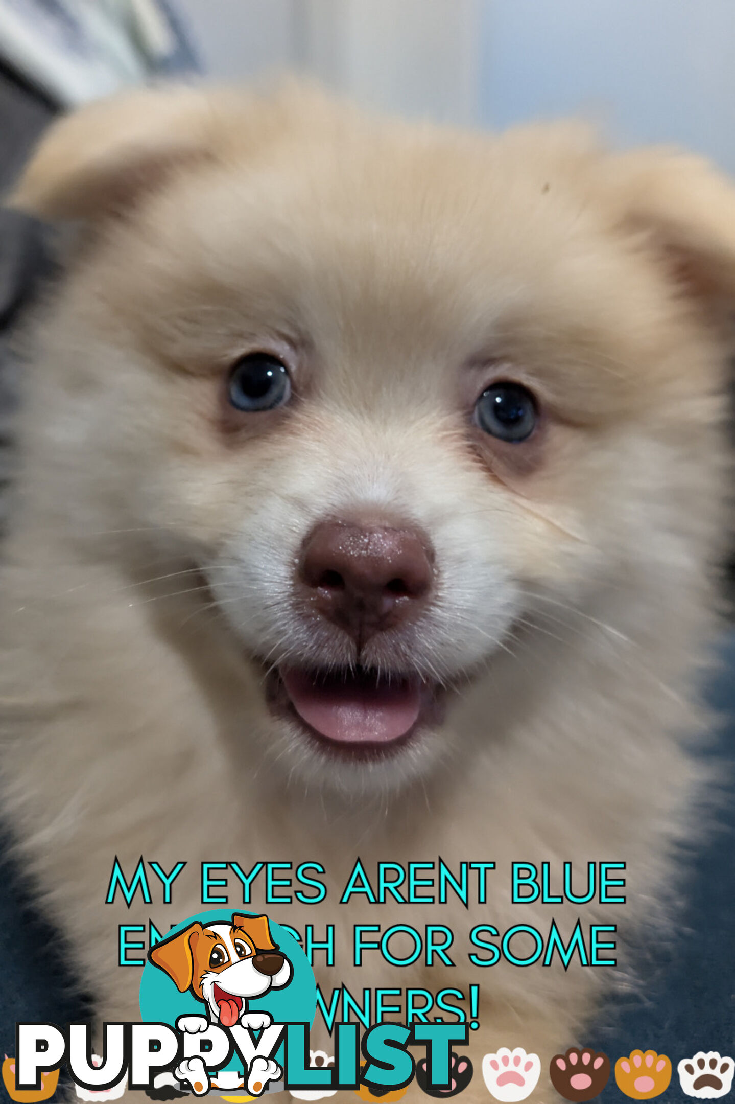 Make An offer Blue/Green Eyed Pure Pomeranian Puppy