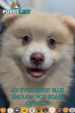 Make An offer Blue/Green Eyed Pure Pomeranian Puppy