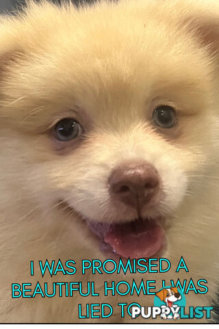 Blue/Green Eyed Pure Pomeranian Puppy
