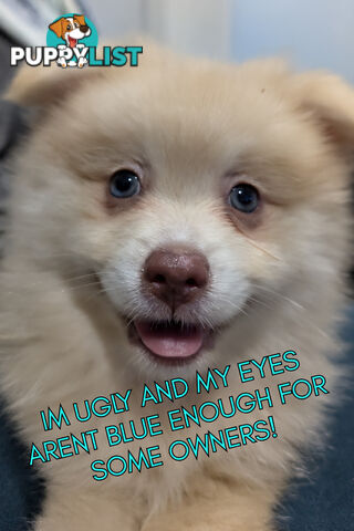 THE UNWANTED UGLY DOG Blue/Green Eyed Pure Pomeranian Puppy