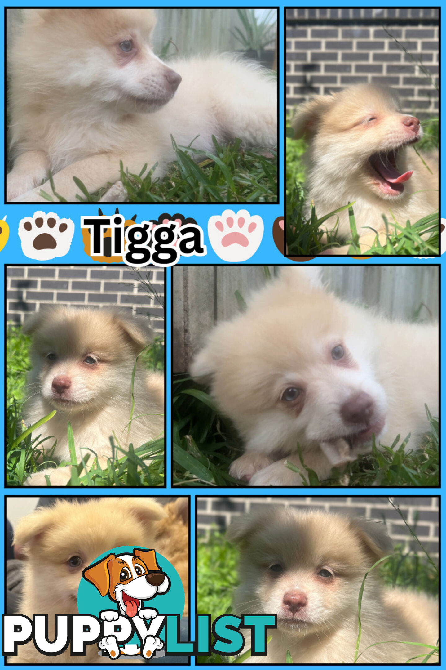 Make An offer Blue/Green Eyed Pure Pomeranian Puppy